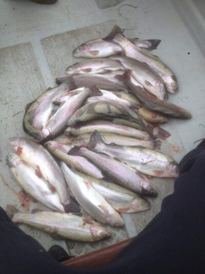 Vaivorykštinis upėtakis ×23 — Bewl Water