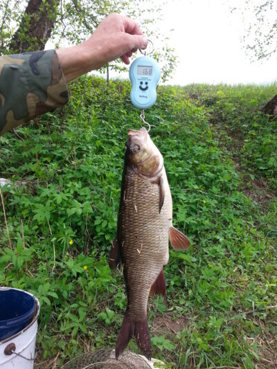 Mekne, 1,7 kg — Nemunėlis