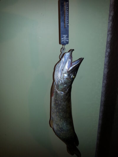 Lydeka, 1,2 kg — Nemunas