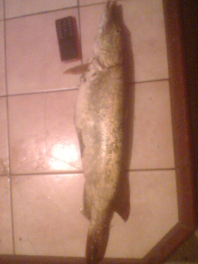 Lydeka, 2,0 kg