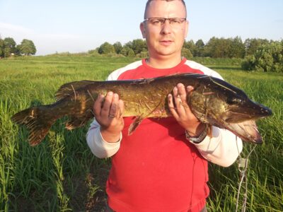 Lydeka, 4,5 kg — Aukštumala