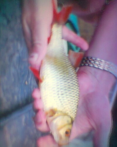 Paprastoji raudė, 0,4 kg