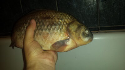 Auksinis karosas, 1,5 kg — Kuršių