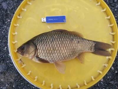 Sidabrinis karosas, 0,6 kg