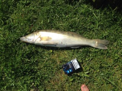 Starkis, 1,5 kg