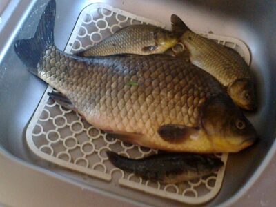 Sidabrinis karosas, 1,1 kg