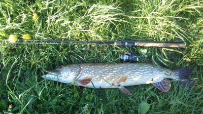 Lydeka, 5,5 kg — Glaudžių
