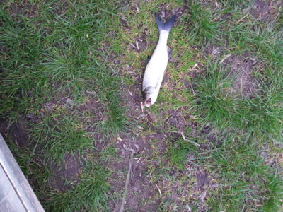 Salatis — ATMATA