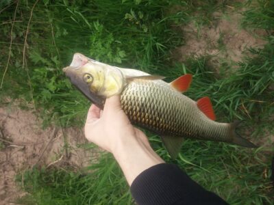 šapalas, 1,0 kg — Šešuvis
