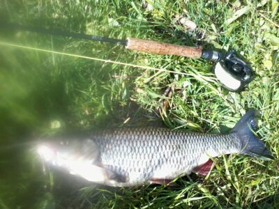 šapalas, 1,4 kg — Mūša