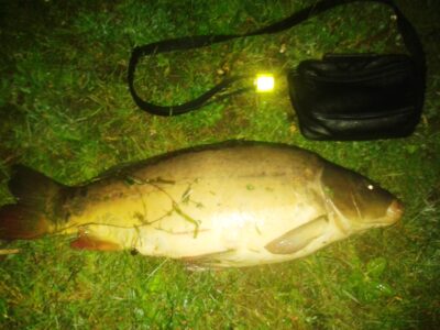 Paprastasis karpis, 5,5 kg