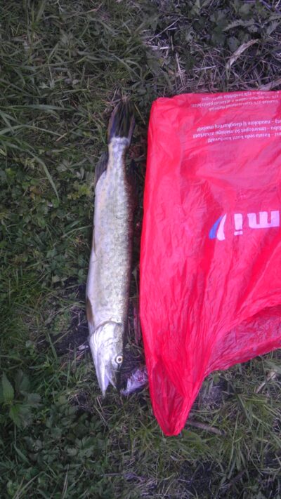 Lydeka, 1,6 kg — Akmena