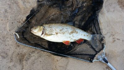 šapalas, 1,0 kg — Nemunas