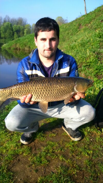 Baltasis amūras, 4,0 kg