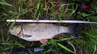 šapalas, 2,3 kg — Nevėžis