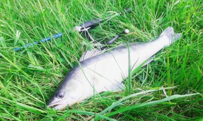 Starkis, 1,0 kg — Aukštumala