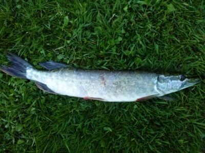 Lydeka, 1,0 kg — Tauručių