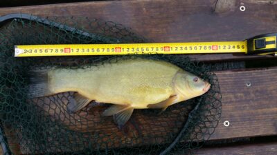 Lynas, 0,9 kg