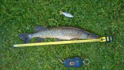 Lydeka, 0,8 kg — Utenaitė