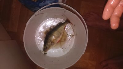Ešerys, 0,6 kg