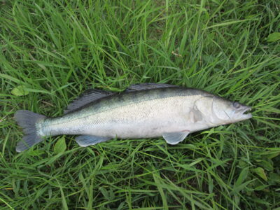 Starkis, 1,6 kg — Nemunas