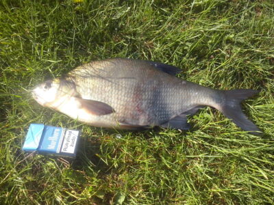 Karšis, 1,4 kg