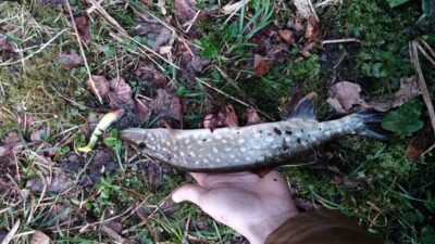 Lydeka, 0,5 kg — Antavilio