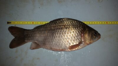 Auksinis karosas, 0,9 kg — Pailių