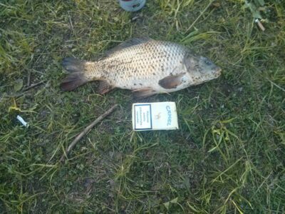Paprastasis karpis, 1,0 kg