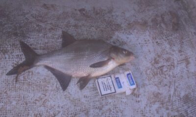 Karšis, 1,0 kg — Alovės