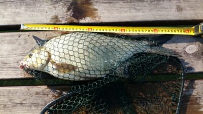 Karšis, 1,2 kg