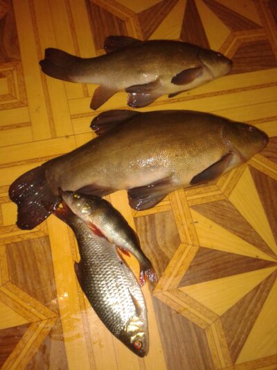 Lynas, 1,0 kg