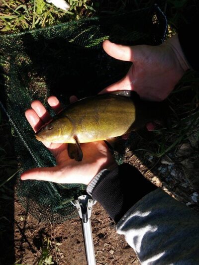 Lynas, 0,3 kg — Aukštųjų Kaplių