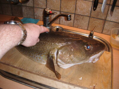 Menkė, 6,0 kg