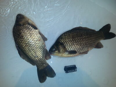Sidabrinis karosas, 0,8 kg