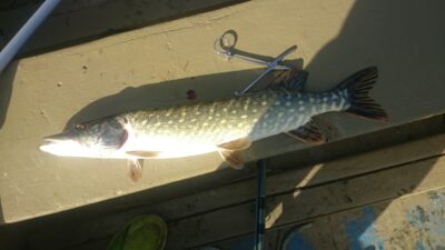 Lydeka, 1,2 kg — Elektrėnų marių