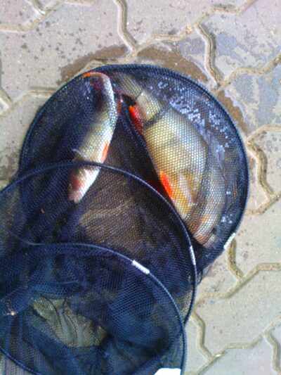 Ešerys, 0,8 kg
