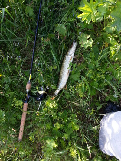 Lydeka, 0,5 kg — Kupiškio