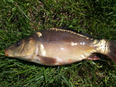 Paprastasis karpis