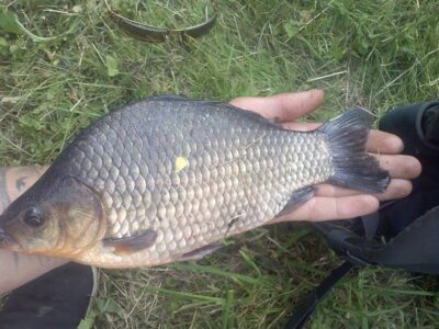 Auksinis karosas, 0,3 kg