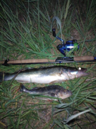 Starkis, 1,0 kg — Kauno marių