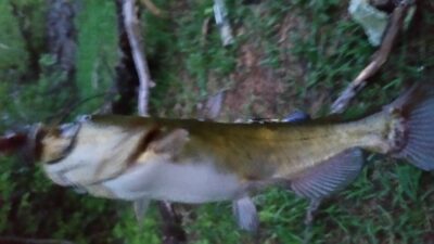 Silver catfish, 0,2 kg