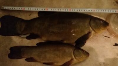 Lynas, 1,7 kg — Tūbausių I-asis
