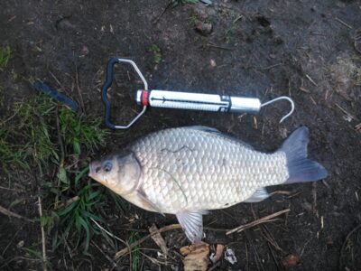 Sidabrinis karosas, 1,0 kg — Kuršių