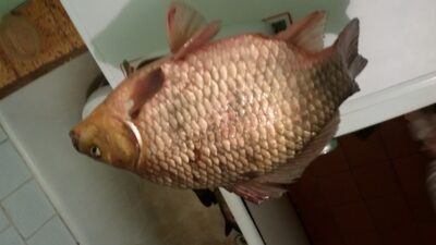 Auksinis karosas, 1,8 kg — Tūbausių I-asis