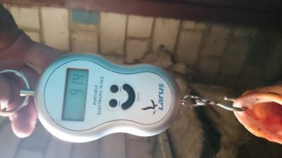 Paprastasis karpis, 9,1 kg