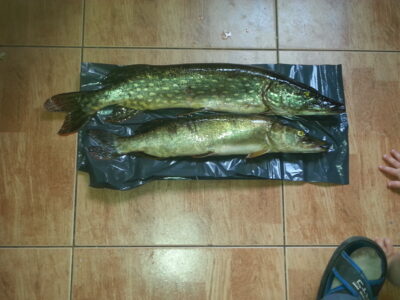 Lydeka, 3,2 kg
