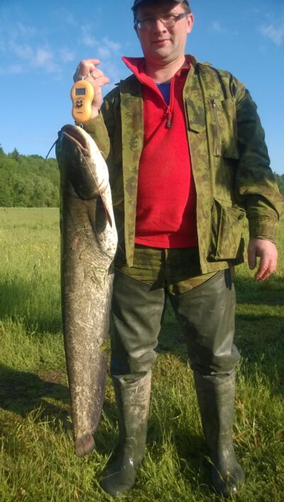šamas, 7,0 kg — Nemunas