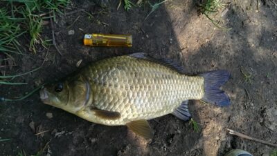 Auksinis karosas, 0,6 kg
