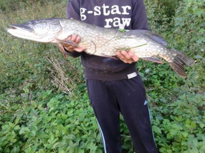 Lydeka, 2,5 kg — Prabaudos